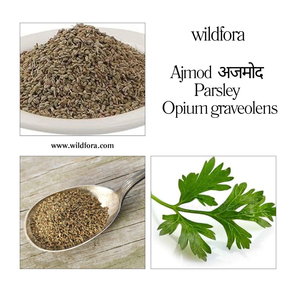 Ajmod whole raw herb, अजमोद raw herb, Wildfora Ajmod, Wildfora Parsley herb, Apium graveolens raw herb, Ajmod whole leaves, Ajmod whole plant, natural raw Ajmod herb, forest parsley herb