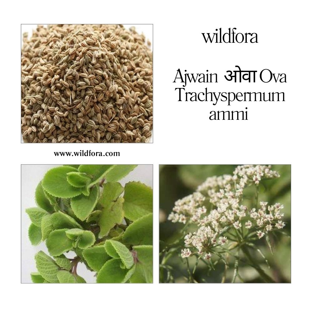 Ajwain Whole / ओवा / Ova / Trachyspermum ammi Whole Raw Herb - Wildfora