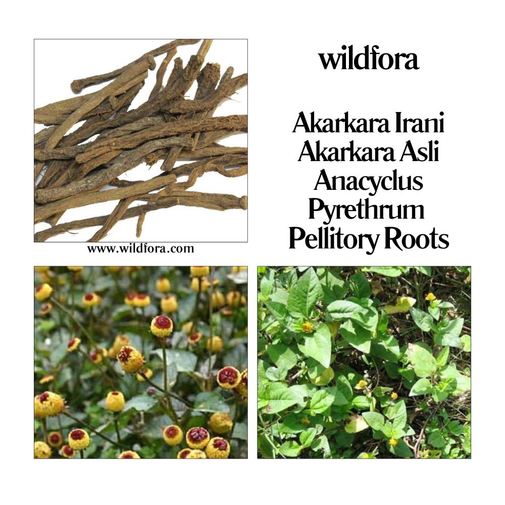 Akarkara Irani Roots - Akarkara Asli - Anacyclus Pyrethrum - Pellitory Roots - Pellety Roots Whole Raw Herb - Wildfora