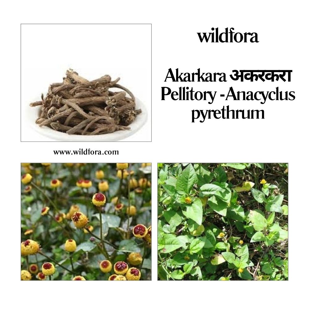 Akarkara / अकरकरा / Pellitory / Anacyclus pyrethrum Whole Raw Herb - Wildfora