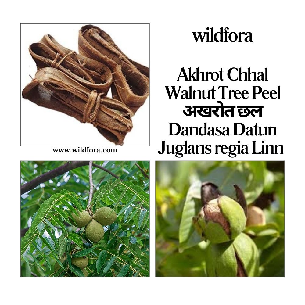 Akhrot Chhal / Walnut Tree Peel / अखरोत छल / Dandasa / Datun / Juglans regia Linn Whole Raw Herb - Wildfora