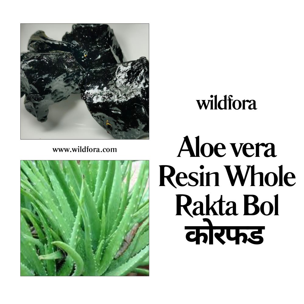 Aloe vera Resin whole raw herb, Rakta Bol raw resin, कोरफड resin, Wildfora Aloe vera resin, aloe gum raw herb, natural aloe solid resin, wild forest aloe resin